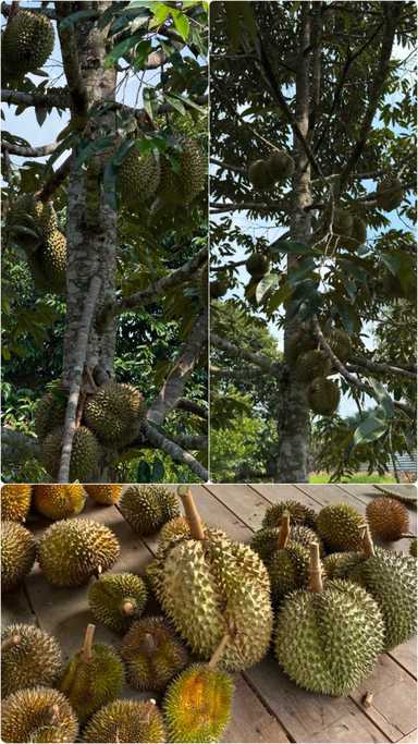 Malaysia experiencing a massive "durian tsunami" market glut in 2026, an immense oversupply, bumper harvest & low price 