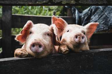 The Final Sunset Over Tanjong Sepat: How the End of Pig Farming Marks a New Era for Selangor’s Coastal Heartland