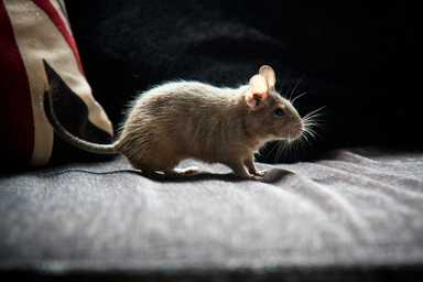“Rat Droppings Can Kill? The Scary Truth About Hantavirus”