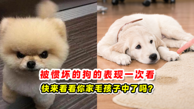 被惯坏的狗的表现 一次看🐶快来看看你家毛孩子中了吗❓