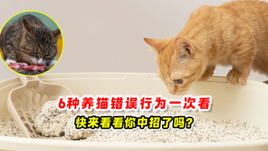 6种养猫错误行为 一次看🐈快来看看你中招了吗❓