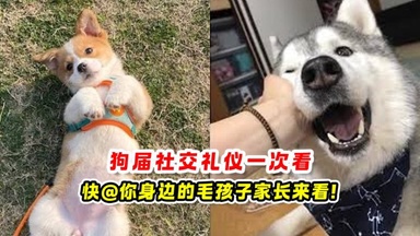 狗界社交礼仪 一次看🐶快@你身边的毛孩子家长来看❗