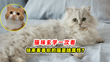 猫咪玄学 一次看🐈 看看你的猫是啥属性❗