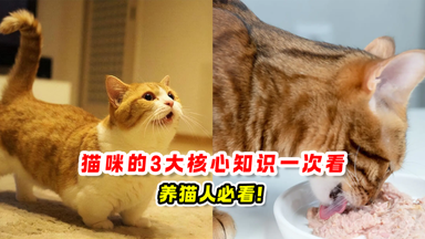 猫咪的3大核心知识 一次看🐈养猫人必看❗