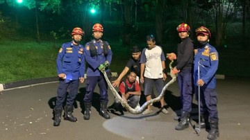 Ular Piton Nangkring di Atas Pagar, Warga Bogor Panggil Damkar