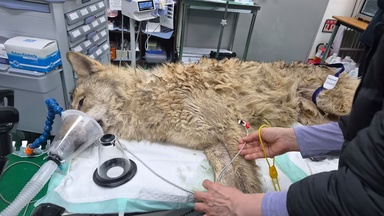 韩国主题公园狼逃跑  9天后安全捕获