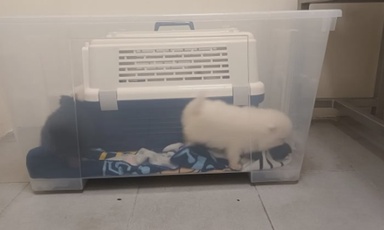 Woman is first person given jail for keeping animals in captivity for sale at unlicensed premises