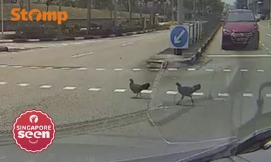 Driver commends Tampines chickens for crossing the road ‘better than humans glued to our phones’