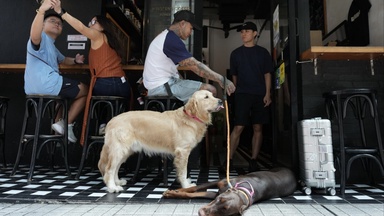 No hotpot: Hong Kong dog-friendly restaurants face menu and layout limits