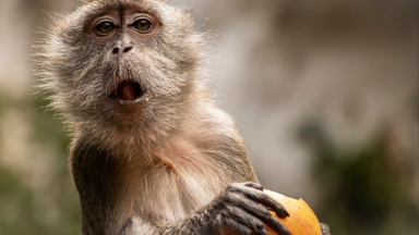 China’s lab monkey prices hit Covid-era highs on new drug R&D demand