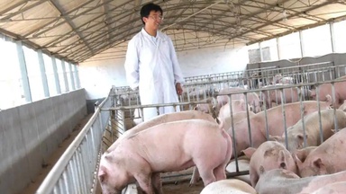Chinese couple lose US$15 million pig farm in false fraud arrest, raising justice questions