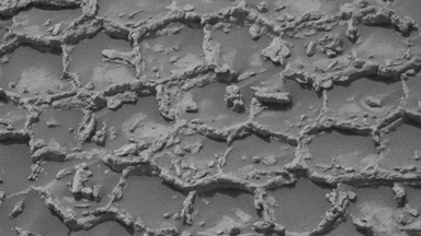 Honeycomb structures spotted on Mars | Space photo of the day for July 14, 2026