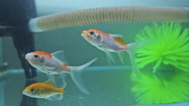 观赏鱼,虽然不是我的鱼🐟