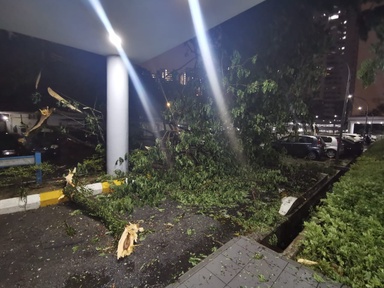 KL Storm: Big tree Uprooted at Cheras Condo