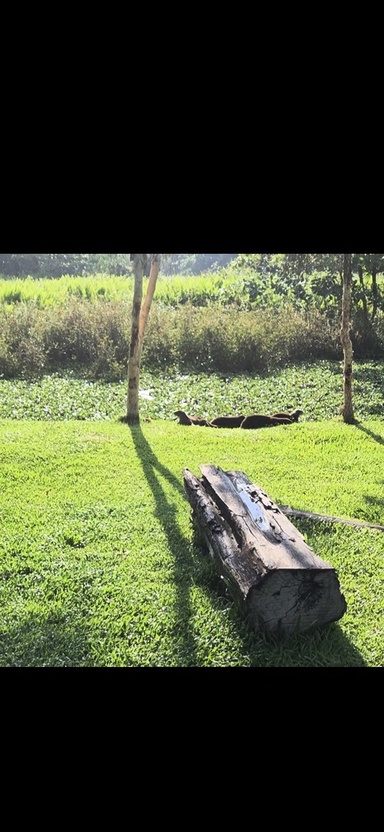 Otters barefoot in the park