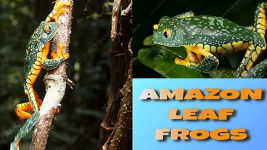 Amazon Leaf Frogs