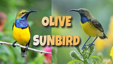 Olive Sunbird Wonders