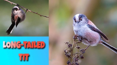  Long-Tailed Tit Wonders