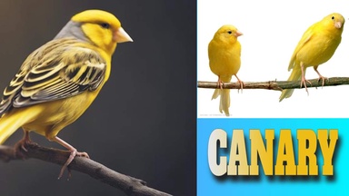Canary