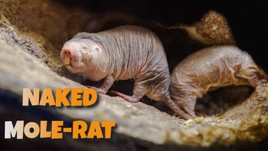 Naked Mole-Rat