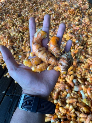 Explore turmeric farm in Sungai Pelek, Sepang, The farm managed by Daniel Riduan, with his father, Riduan bin Hassan