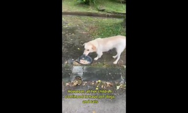 Abandoned doggie dealt with double blow but is strong willed#SpreadPositivity 