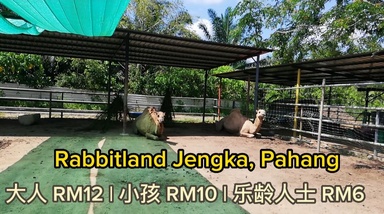Rabbitland Jengka, Pahang 兔子园 / 迷你动物园 #麦走鸡