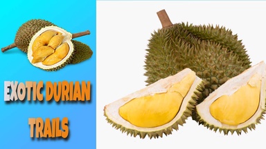 Fascinating Durian Trails