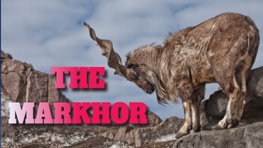 The Markhor 