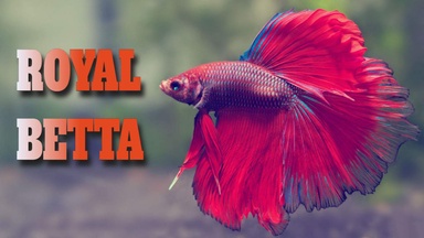 Betta Power