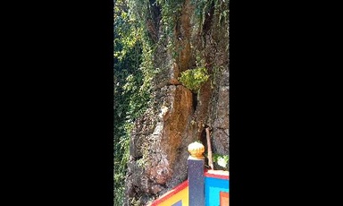 Monkey drinking from a milk bottle at Batu Caves