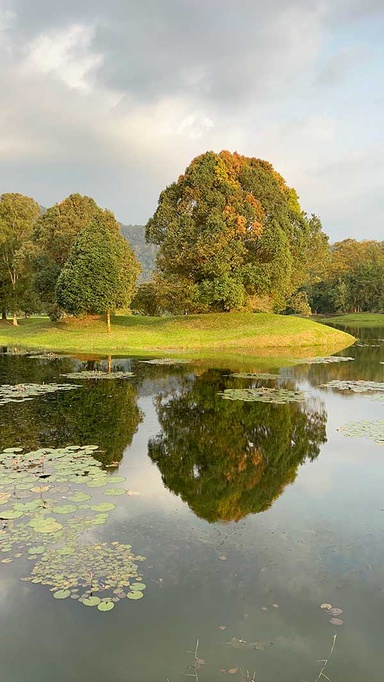 Taiping Lake Gardens: Serene Garden with Overhanging Heritage Raintree #TheGoodStuff