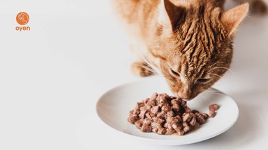 13 Best Cat Food Brands in Malaysia (Dry, Wet & Premium Cat Food)
