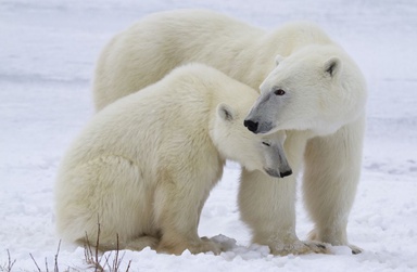 Best places to see wild polar bears