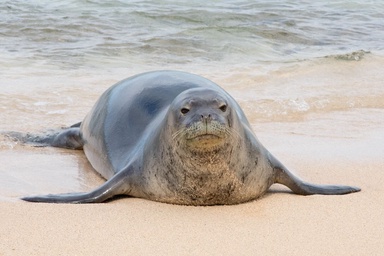 ‘I Don’t Care. I’m Rich’: Tourist Could Face $50,000 Fine and a Year in Prison After Rock Attack on Hawaiian Monk Seal