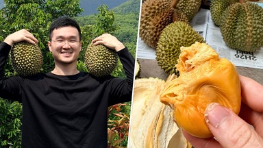 LSE Law Grad, 30, Gave Up Legal Career To Become Organic Durian Farmer In Pahang