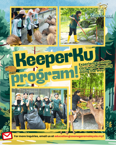 Cara Sertai Program Volunteer Zoo Negara (KeeperKu)