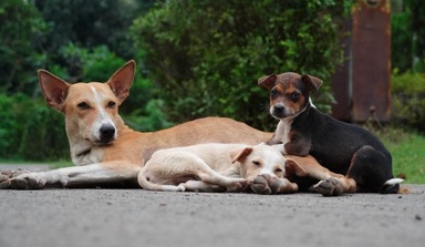 Your Dog Knows More of What You’re Saying Than You Think
