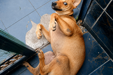 Selangor to overhaul stray management rules after dog dies in catching operation