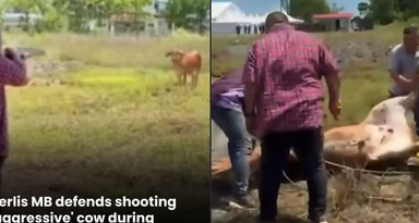 “Shoot-for-safety or trigger-happy, does Perlis MB carry a shotgun with him all the time?”