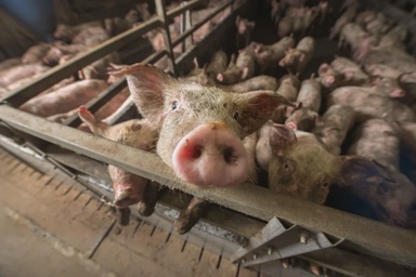“No more huge pig farms now that BN won big in Johor,” Jamal’s logic