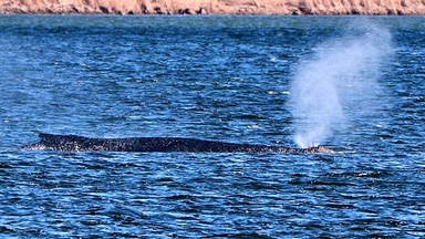Humpback whale Timmy remains stranded in shallow waters in northern Germany