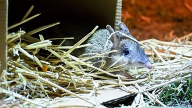 ‘Fit and feisty’: Once extinct bandicoots are now running wild on this Australian island