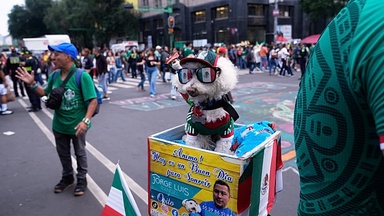 Meet Osito, the rescue dog winning hearts at the World Cup
