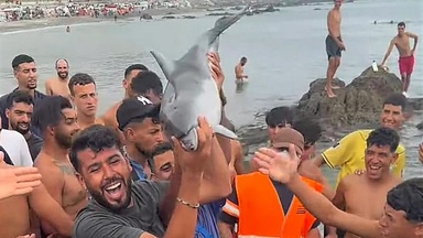 Report of suspected attack on baby dolphin in Ceuta area where migrants are staying
