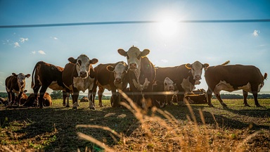 Tyson Foods beef plant closures come as severe drought makes U.S. cattle shortages worse