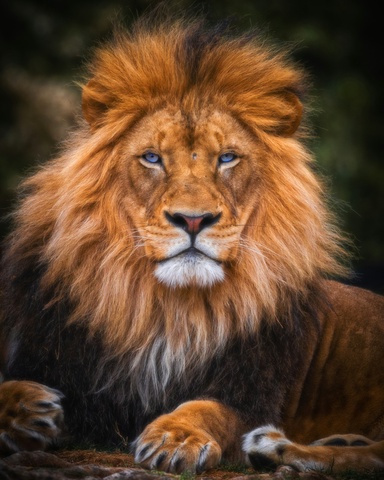 The Sheep vs. Lion Paradox