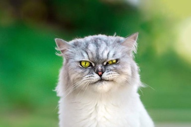 If you’re feeling down, maybe don’t pet your cat, new study suggests
