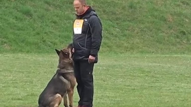 German Shepherd reacts to his owner's subtle cues, leaving viewers speechless