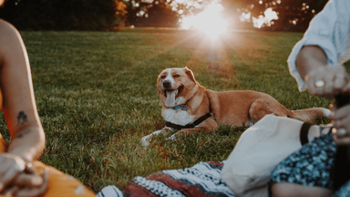 Five popular picnic snacks adding hundreds of calories to your dog's diet